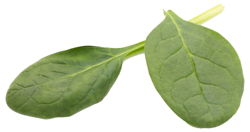 dos hojas de espinaca
